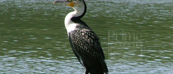 White-Breasted Cormorant