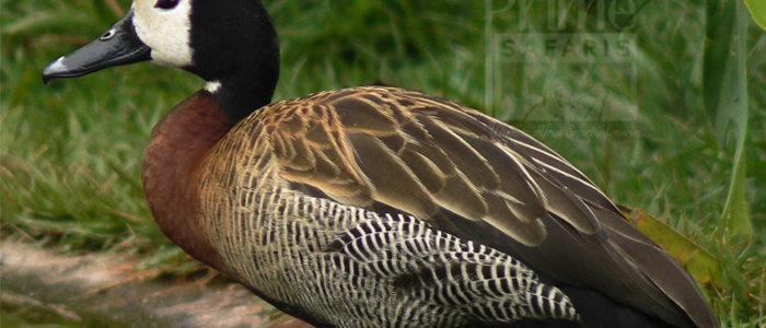 White-Faced Whistling Duck