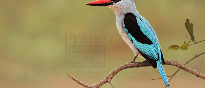 Woodland Kingfisher