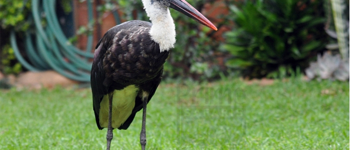 Woolly-Necked Stork