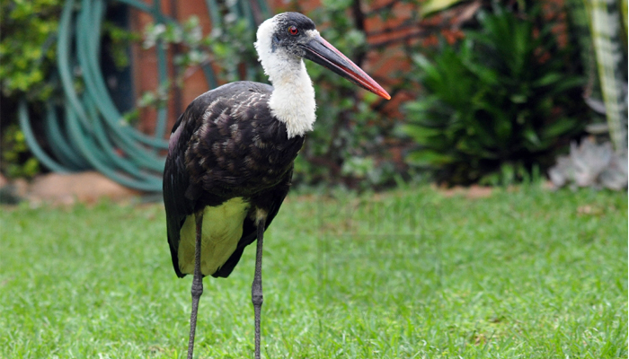 Woolly-Necked Stork