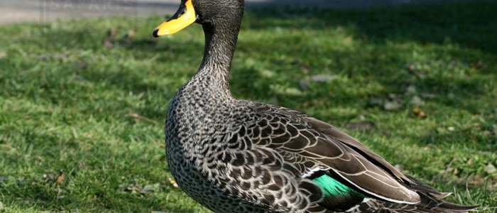 Yellow Billed Duck