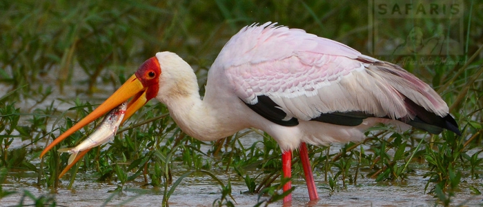 Yellow-Billed Stork