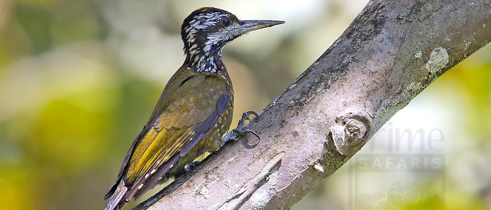 Yellow-Crested Woodpecker