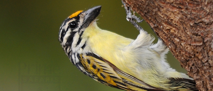Yellow-Fronted Tinkerbird