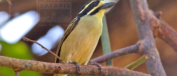 Yellow-Throated Tinkerbird