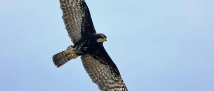 Black Sparrowhawk