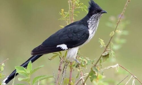Levaillant’s Cuckoo