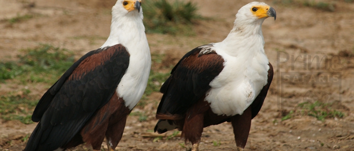 African Fish Eagle - Uganda