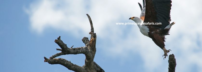 About the African Fish Eagle -Uganda Safari News