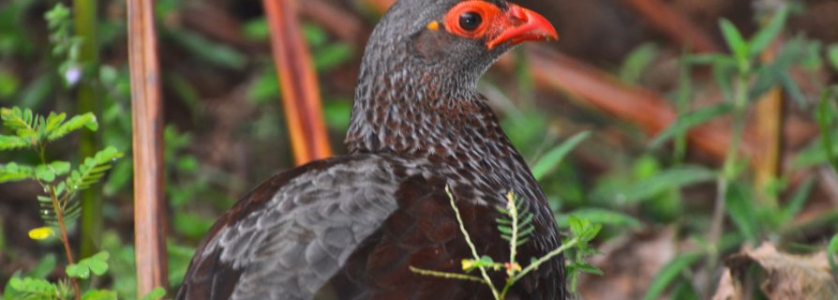 10 Must see birds on a Uganda birding safari
