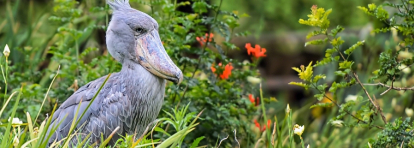 The Rewarding Makanaga Bay Swamp; Shoebill Stork birding spot-Uganda Safari News