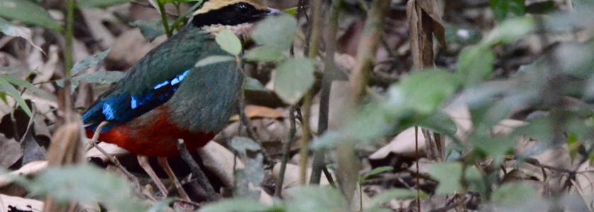 Green-breasted Pitta