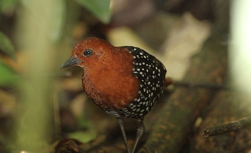 Birding in Jinja