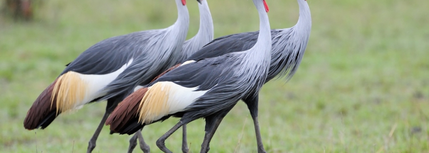 Must see birds on Uganda birding safaris -Uganda Safari News