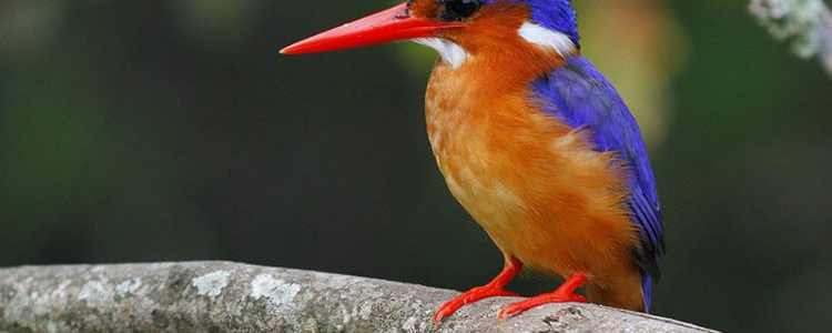How birds choose their partners -Uganda Safari News