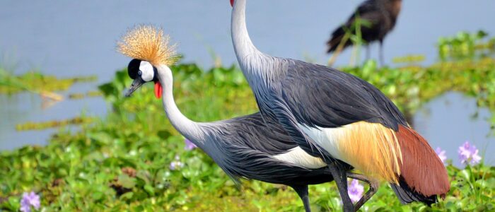 Must see birds on Uganda birding safaris -Uganda Safari News