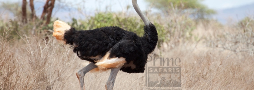 The Ostrich in Uganda