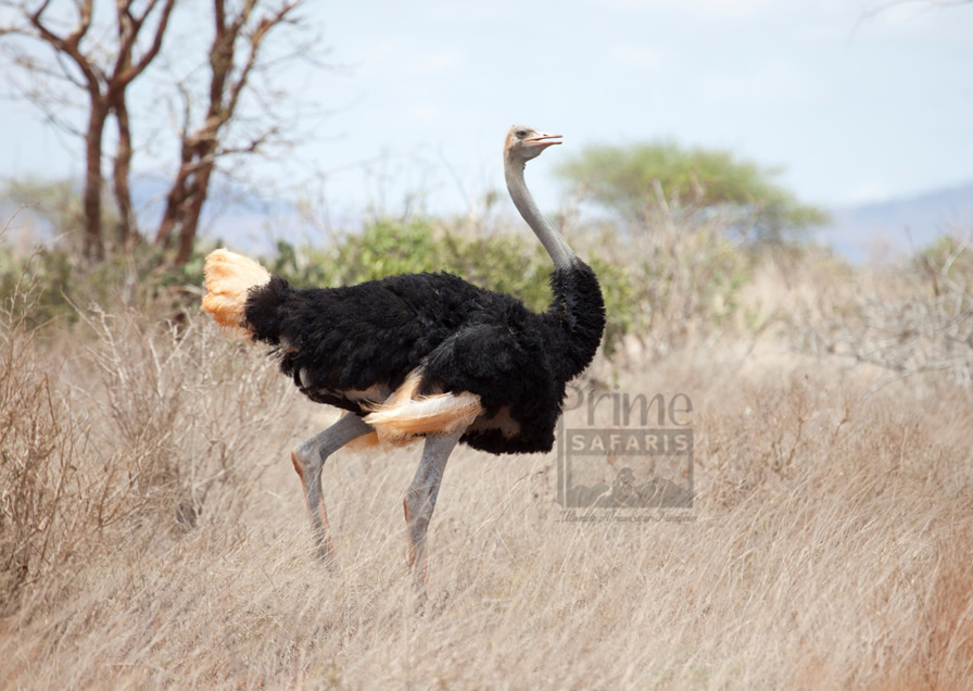 The Ostrich in Uganda