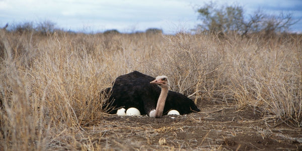 Ostrich in Uganda