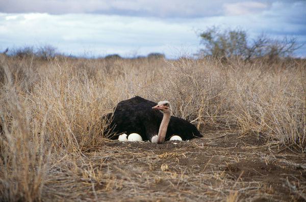 Ostrich in Uganda