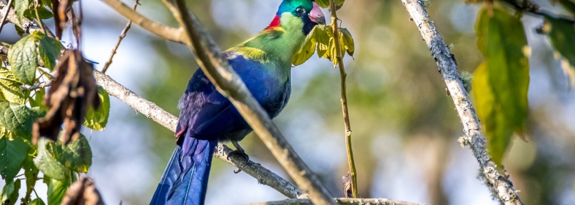 Great Blue Turaco