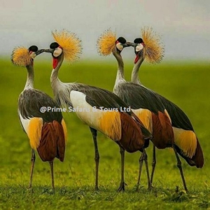20 Days Uganda Birding Safari