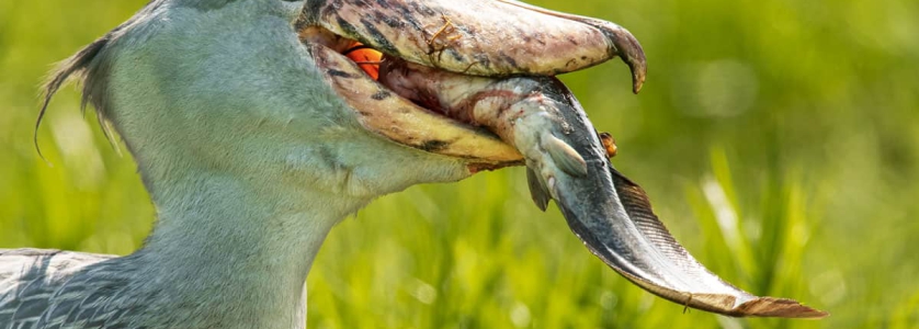 Birds of Uganda