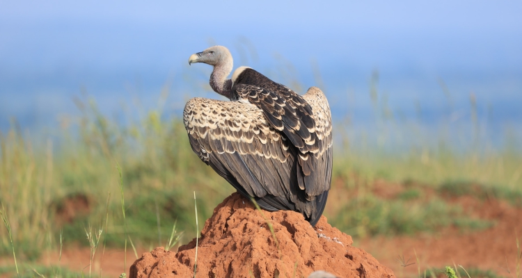 14 Days Uganda Birding Safari