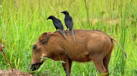 17 Days Uganda Birding and Primate Safari