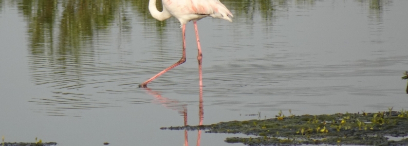 Greater Flamingo