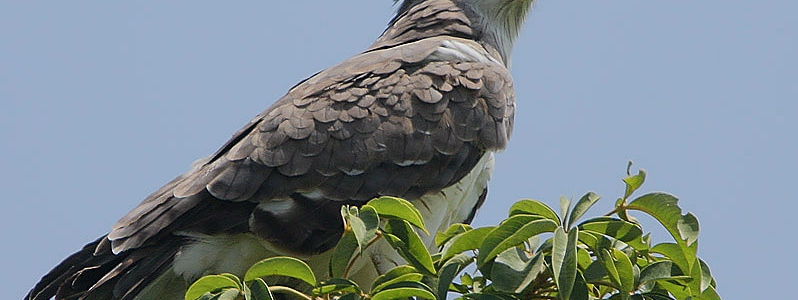 BEAUDOUIN’S SNAKE EAGLE IN UGANDA