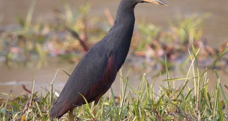 Rufous Bellied Heron in Uganda