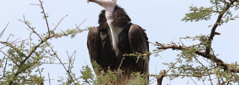 White Headed Vulture in Uganda