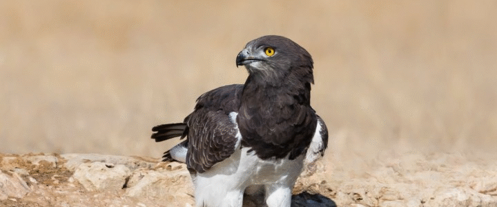 black chested snake eagle in Uganda