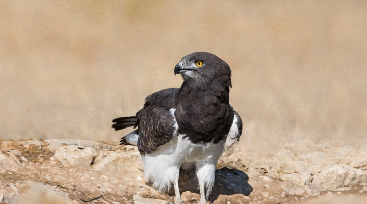 black chested snake eagle in Uganda