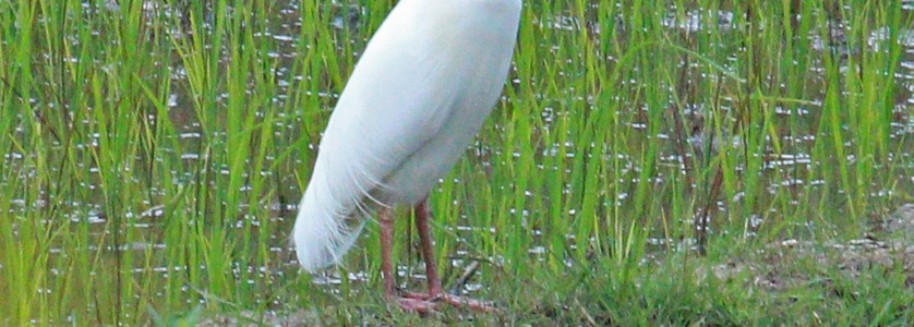 Madagascar pond heron