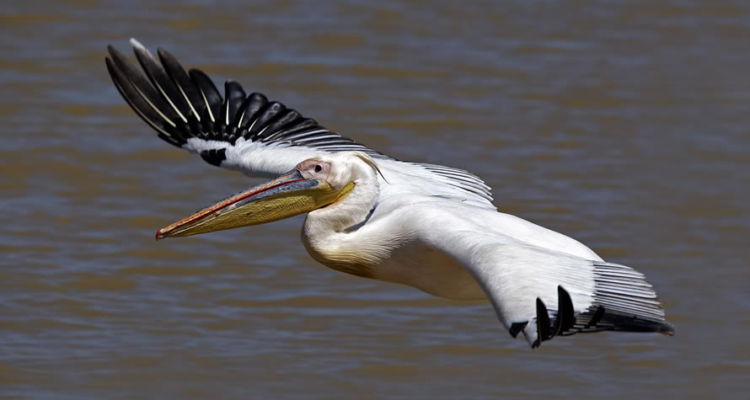 Pelicans in Uganda