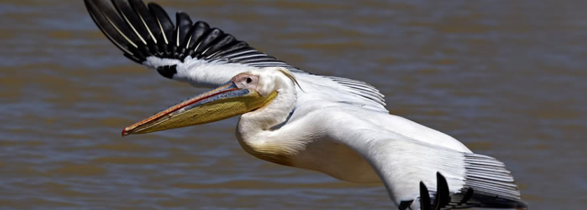 Pelicans in Uganda