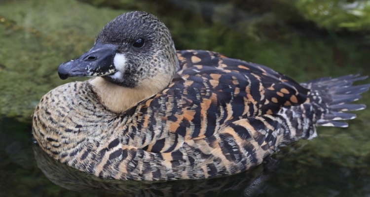 White-backed Duck
