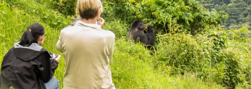 Uganda Gorilla Safaris