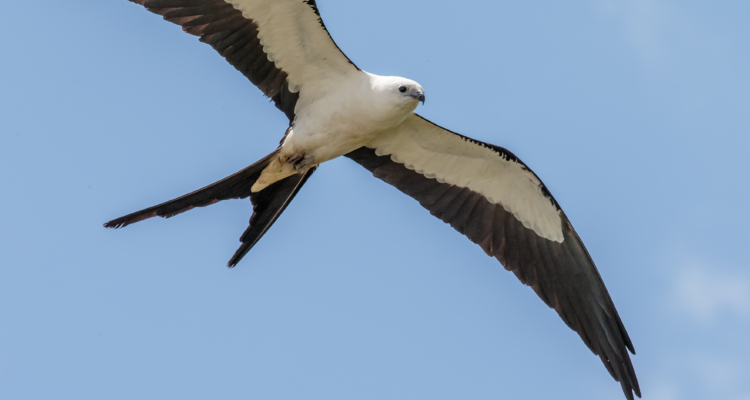African swallow tailed kite