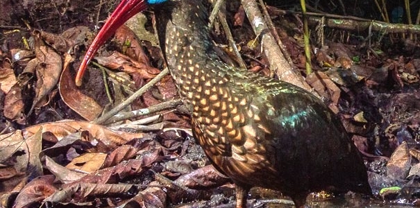 Spot Breasted Ibis