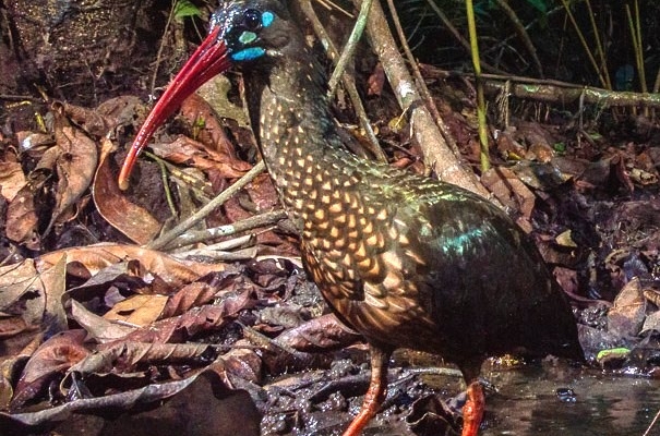 Spot Breasted Ibis