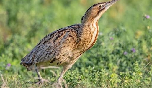 EURASIAN BITTERN