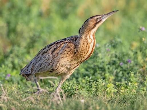 EURASIAN BITTERN