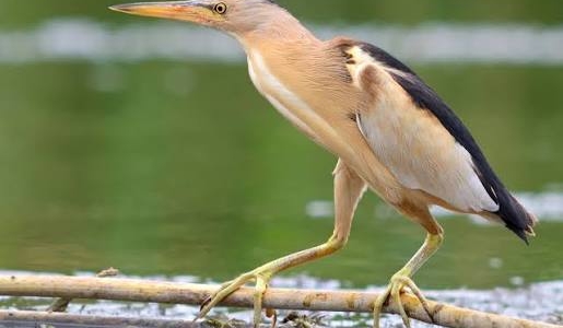 little Bittern
