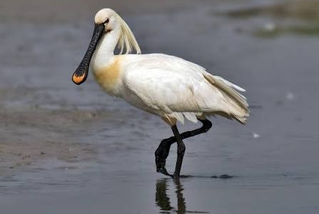 EURASIAN SPOONBILL