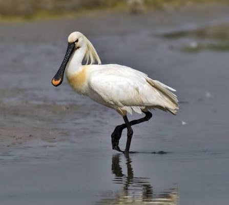 EURASIAN SPOONBILL